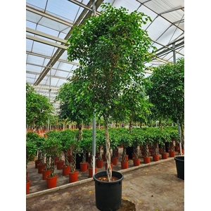 Ficus Exotica