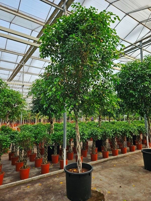 Ficus Exotica