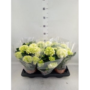 Hydrangea mac.   ...