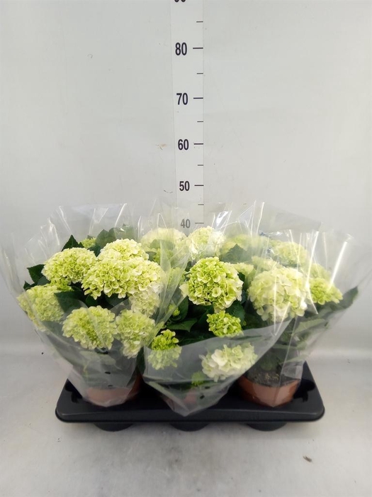 <h4>Hydrangea mac.   ...</h4>