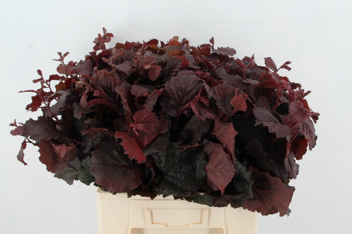 <h4>CORYL AV ROTER ZELLE</h4>