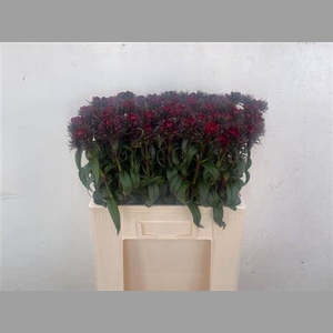 Di Barb B Diep Rood