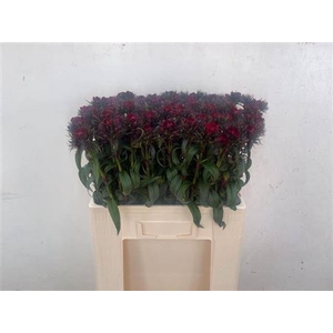 Di Barb B Diep Rood