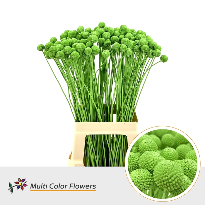 <h4>Craspedia Groen Appel</h4>