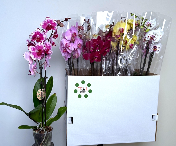 <h4>PHAL GEM 8 KL</h4>