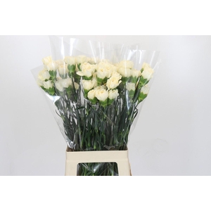 Dianthus St Rodas Creme