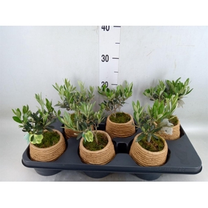 Arr.   Tuinplanten L%