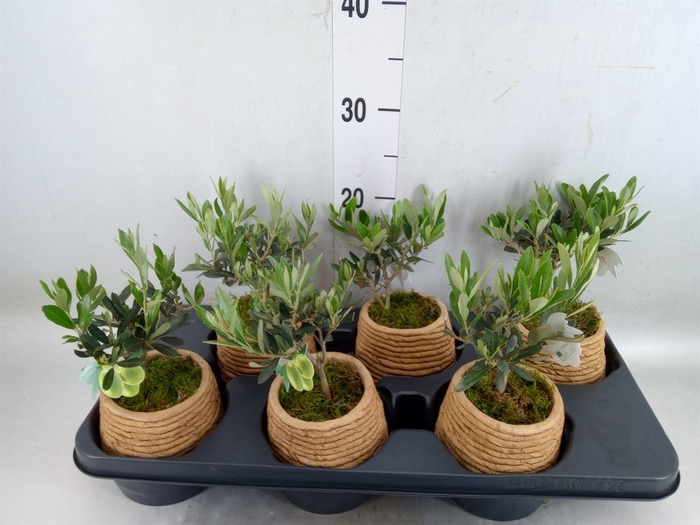 <h4>Arr.   Tuinplanten L%</h4>