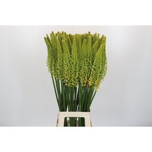 Eremurus Stenophyllus