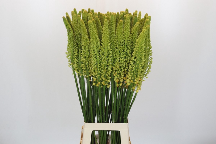 <h4>Eremurus Stenophyllus</h4>
