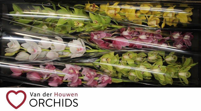 <h4>80 cm gemengd</h4>