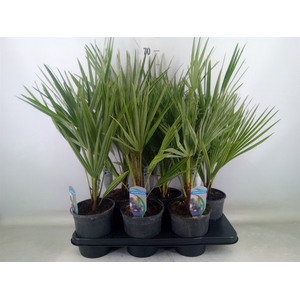 Chamaerops humilis