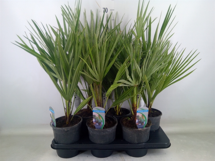 <h4>Chamaerops humilis</h4>
