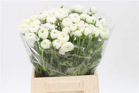 <h4>Ran El White</h4>