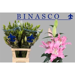 Li Or Binasco 5+