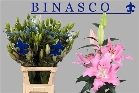 <h4>Li Or Binasco 5+</h4>