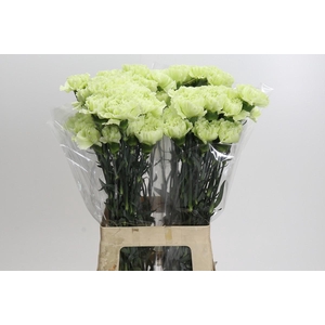 Dianthus St Lady Midori