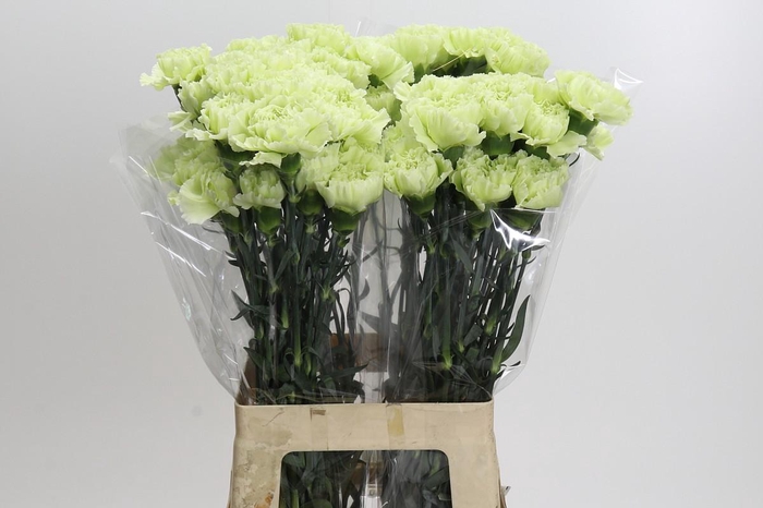 <h4>Dianthus St Lady Midori</h4>