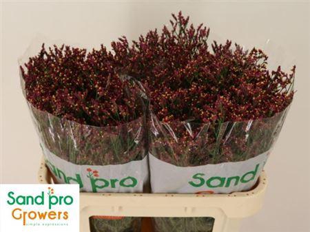 <h4>Lim Sin Scarlet Diamond</h4>