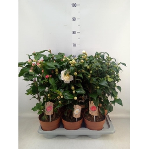 Camellia   ...mix 3