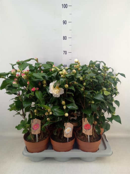 <h4>Camellia   ...mix 3</h4>