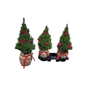 PICEA GL CONICA