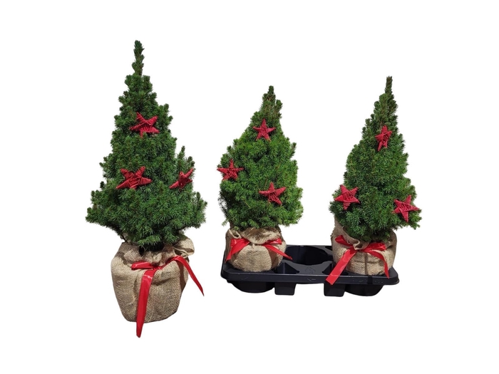 <h4>PICEA GL CONICA</h4>