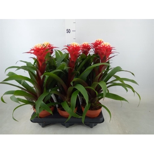 Guzmania   ...