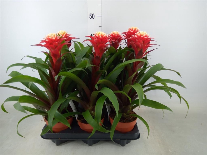 <h4>Guzmania   ...</h4>