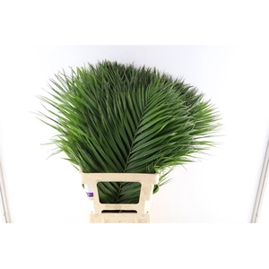 Cane Palm 80cm