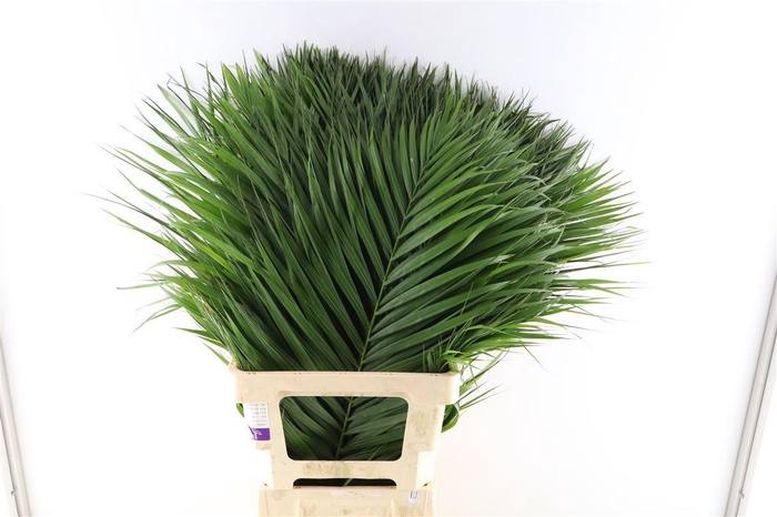 <h4>Cane Palm 80cm</h4>