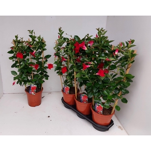 MANDE RIO DEEP RED