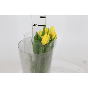TULIPA AMARELO