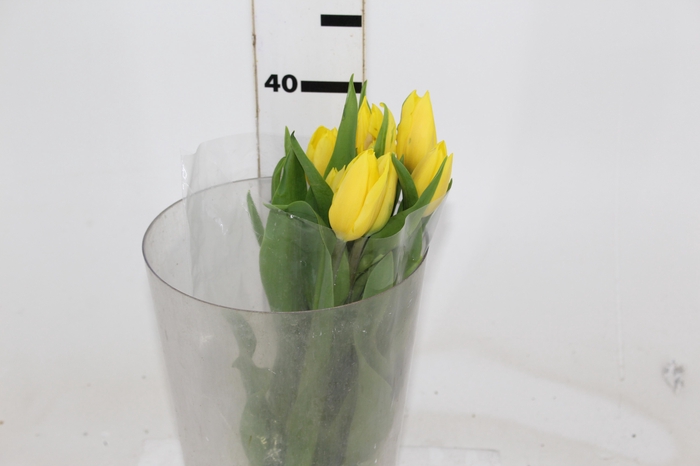 <h4>TULIPA AMARELO</h4>