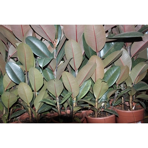 FICUS ELASTICA BURGUNDY P23 MIN 3 HT