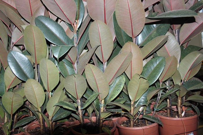<h4>FICUS ELASTICA BURGUNDY P23 MIN 3 HT</h4>