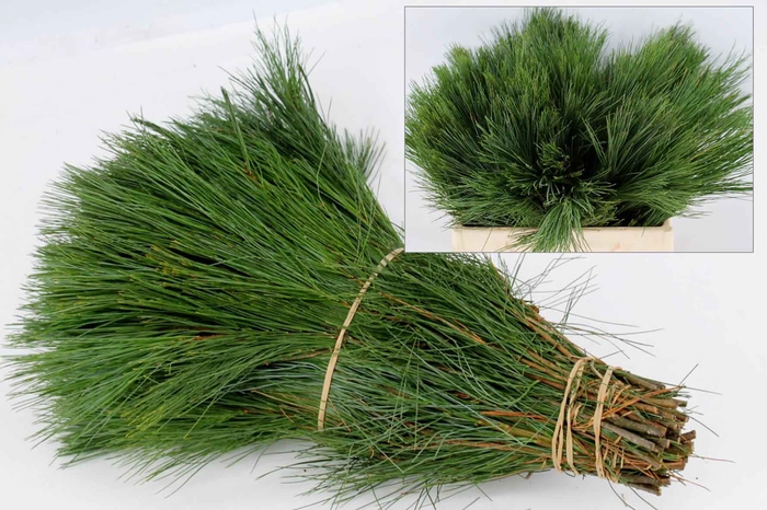 <h4>Pinus strobus extra</h4>