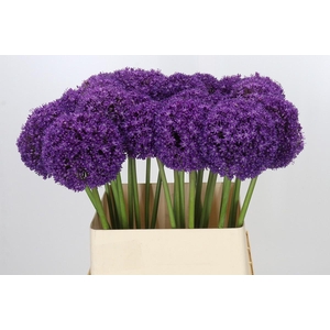 Allium Ambassador