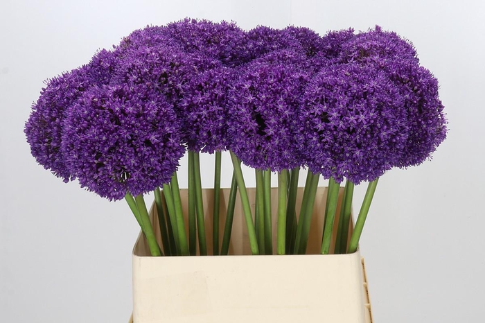 <h4>Allium Ambassador</h4>