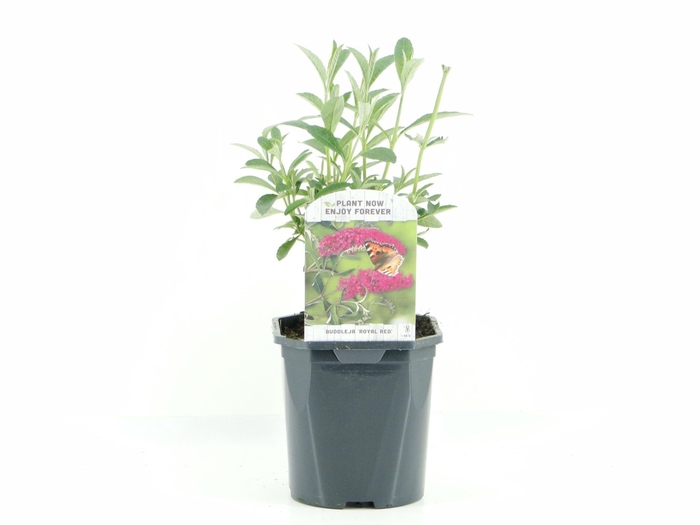 Buddleja Royal Red