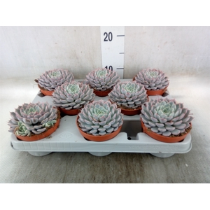 Echeveria cuspidata