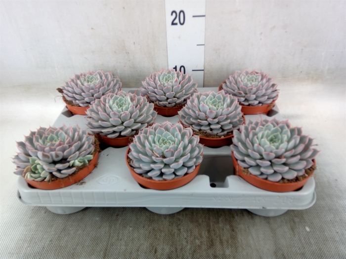 <h4>Echeveria cuspidata</h4>
