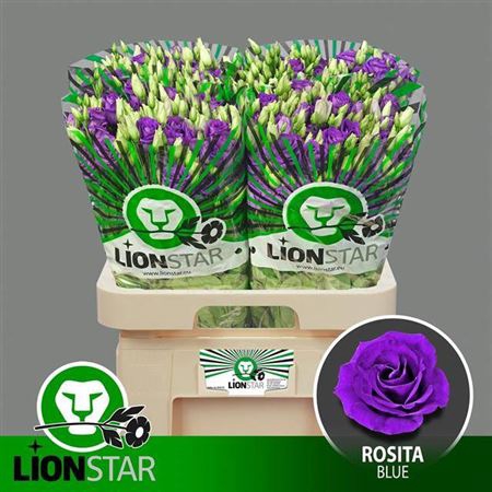 <h4>Eus G Rosi Blue</h4>