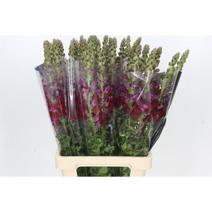 Antirrhinum Potomac Red