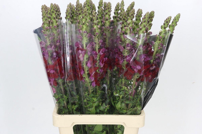<h4>Antirrhinum Potomac Red</h4>