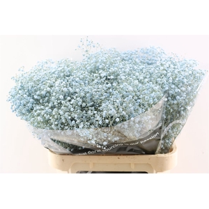 Gyps Grof Baby Blue (dip)