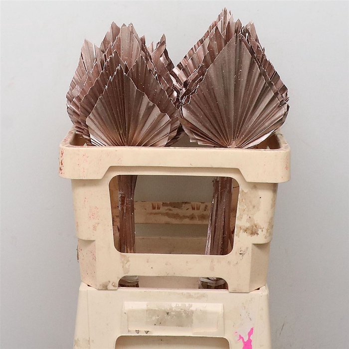 Dried Palm Spear Champagne