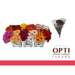 Gerbera Mix op Rij Water / Hoes