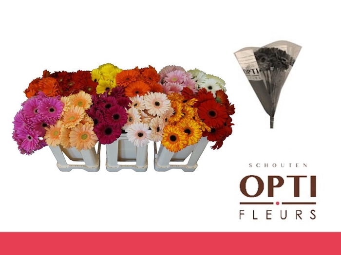 <h4>Gerbera Mix op Rij Water / Hoes</h4>