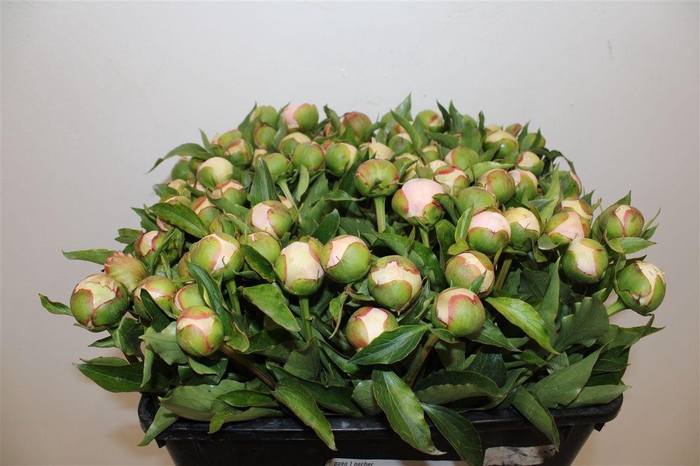 <h4>Paeo L Pecher</h4>